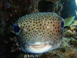 Say Cheese !!! by Billy N 